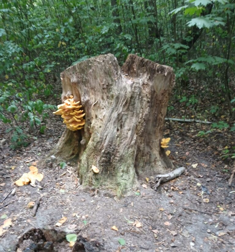 Relacja terapeutyczna w Gestalcie – czym jest i dlaczego ma kluczowe znaczenie w terapii?